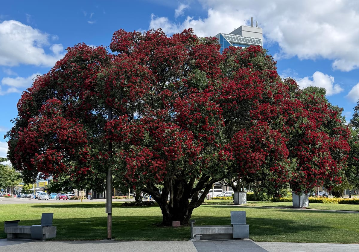 Christmas in New Zealand