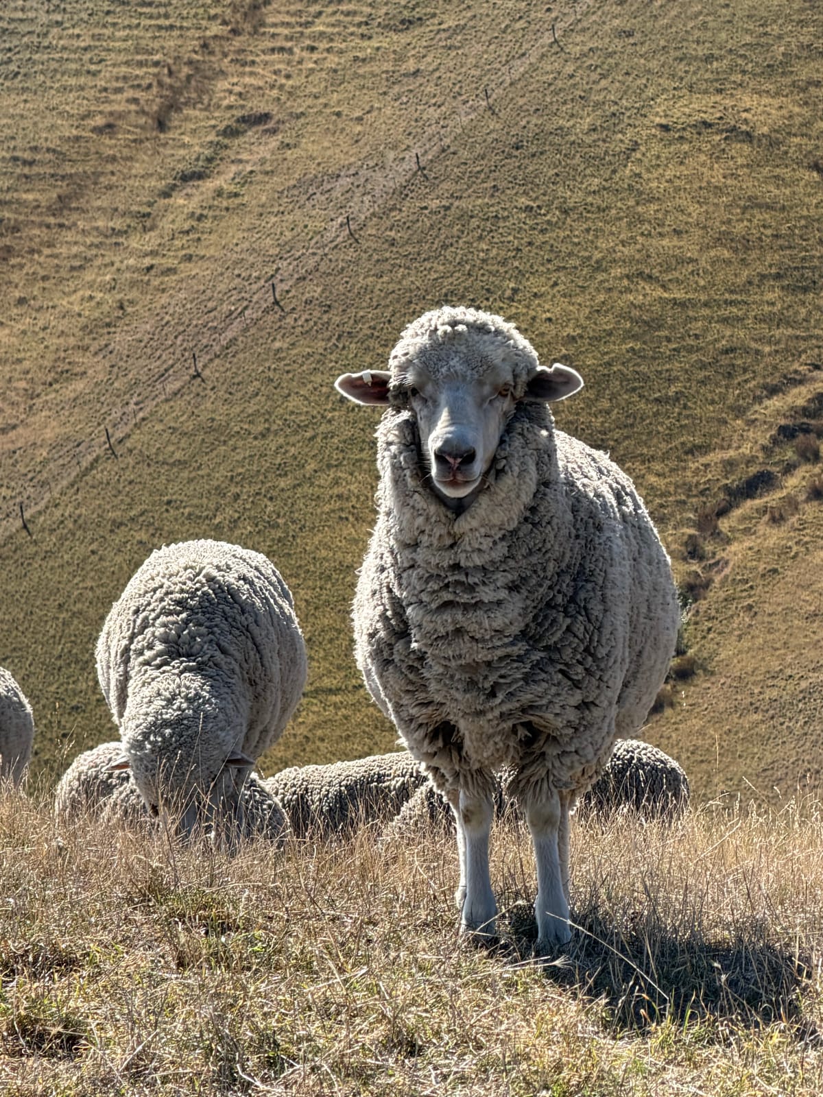 Blenheim - A Tale of 2 Wineries