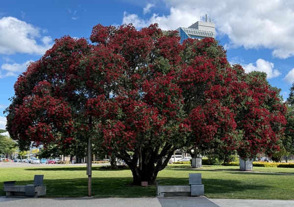 Christmas in New Zealand